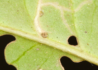 Rhopobota finitimana