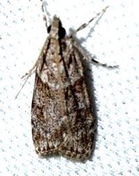 Scoparia biplagialis