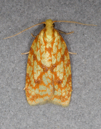 Sparganothis sulfureana