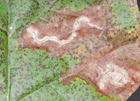 Stigmella quercipulchella