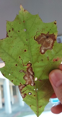 Stigmella quercipulchella