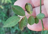 Stigmella rosaefoliella