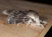 Tolype new species 1