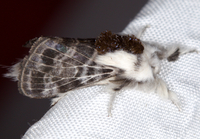 Tolype new species 1