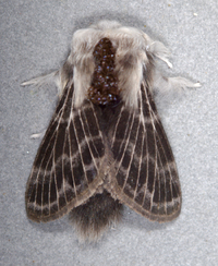 Tolype new species 1