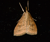 Udea rubigalis