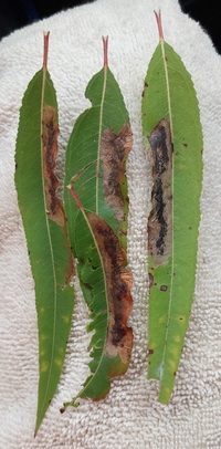 Micrurapteryx salicifoliella