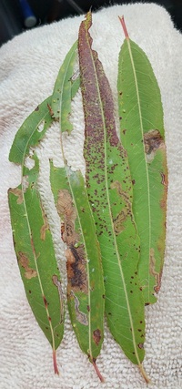 Stigmella fuscotibiella