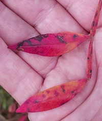 Stigmella intermedia