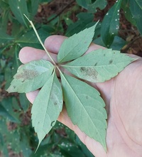 Phyllocnistis ampelopsiella