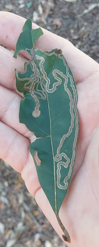 Phyllocnistis hyperpersea