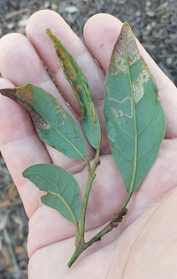 Phyllocnistis subpersea