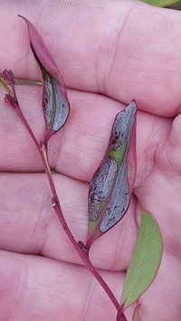 Phyllocnistis New Species one