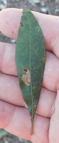 Coptodisca new species 1 - on Morella