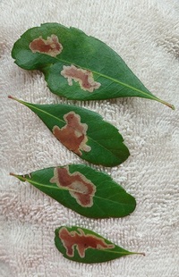 Cameraria picturatella