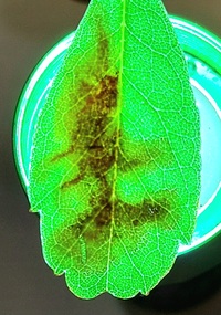 Cameraria picturatella