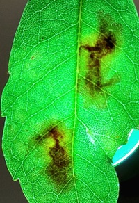 Cameraria picturatella