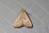 Macrochilo hypocritalis