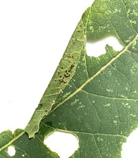 Dichomeris setosella