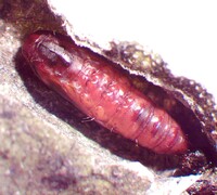 Dichomeris setosella