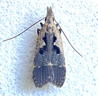 Dichomeris setosella