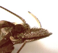 Dichomeris setosella