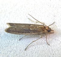 Homoeosoma electella