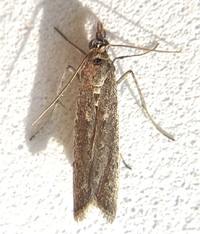 Homoeosoma electella