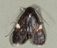 Menesta melanella