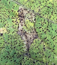 Cremastobombycia ignota