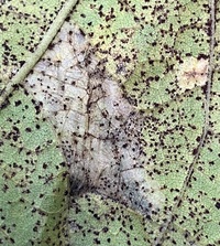 Cremastobombycia ignota