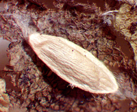 Cremastobombycia ignota