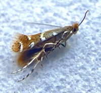 Cremastobombycia ignota