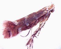 Cremastobombycia ignota