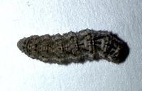 Catocala unidentified species