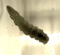 Catocala unidentified species