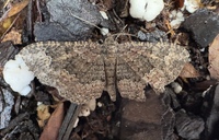 Disclisioprocta stellata