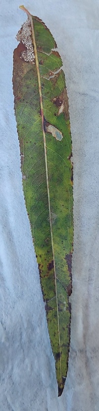 Coptodisca saliciella