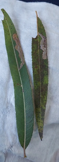 Stigmella fuscotibiella