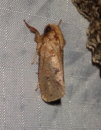 Acrolophus plumifrontella