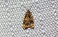 Olethreutes furfuranum