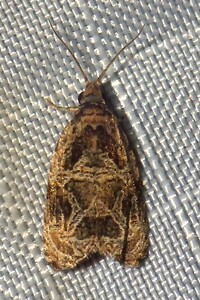 Olethreutes furfuranum