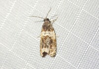 Olethreutes fasciatana