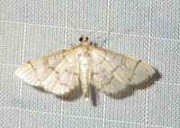 Blepharomastix ranalis