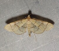 Blepharomastix ranalis