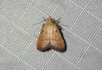 Condylolomia participialis