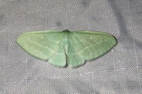 Dyspteris abortivaria