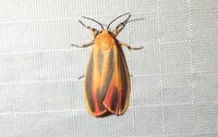 Hypoprepia fucosa