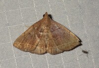 Zanclognatha obscuripennis