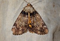 Catocala minuta